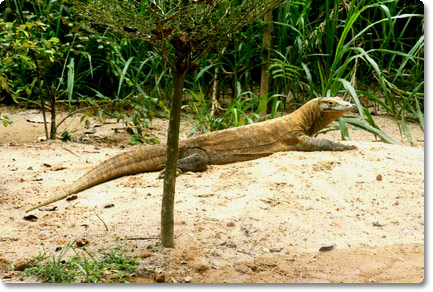 Lebensraum der Komodo Warane